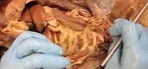 Dissect a cat to see the anatomy