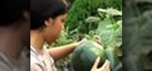 Grow watermelon