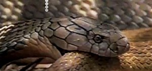 Play the Snake Game Online (YouTube, Gmail & Facebook)