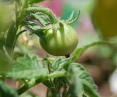 How to Save Your Tomatoes From Rats And Rot