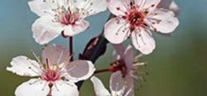 Make Buttercream Icing Cherry Blossoms