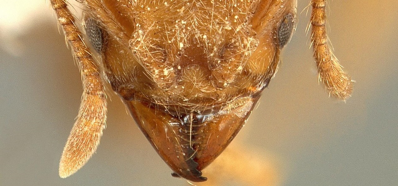 Rocking 'Radiohead' Ant Farms Fungus for a Living — & It Might Help Fight Superbugs
