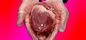 NurdRage Shatters Mysteriously Procured Human Heart