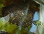 Care for pet aquatic turtles - Part 10 of 22
