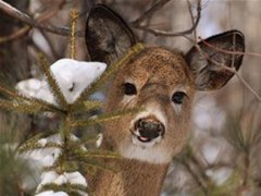 How to Cut Deer Antlers, Clean Bear Skulls & Cape Elk Skins: The Art of Taxidermy