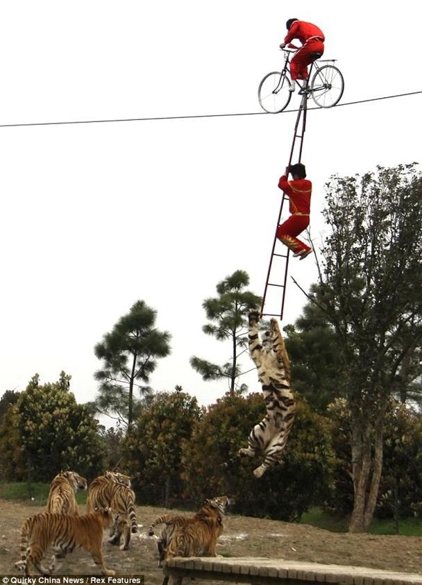 World's Youngest Baby Acrobat Toddles Above Bloodthirsty Tigers