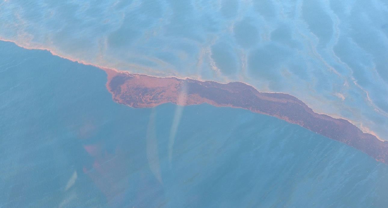 Mystery Solved: Oil-Munching Bacteria Helped Clean Up the Deepwater Horizon Oil Spill