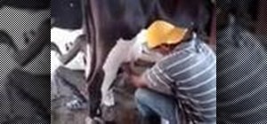 Milk a cow in four minutes