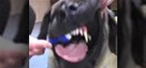 Brush your dog's teeth to extend their life
