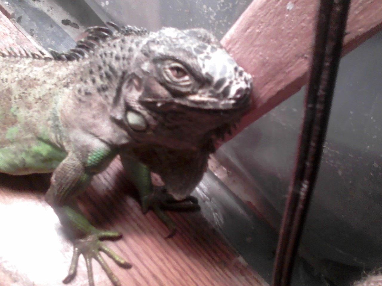 How to Care for an Iguana Without a Cage