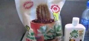 Care for a Lophophora Williamsii peyote cactus