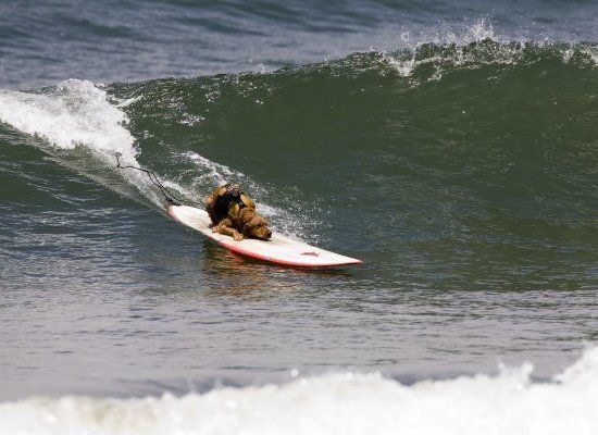 Surf Dog Contest Photos