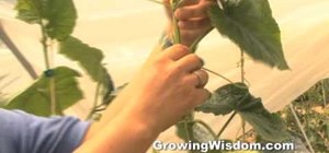 Prune a cucumber plant as it grows