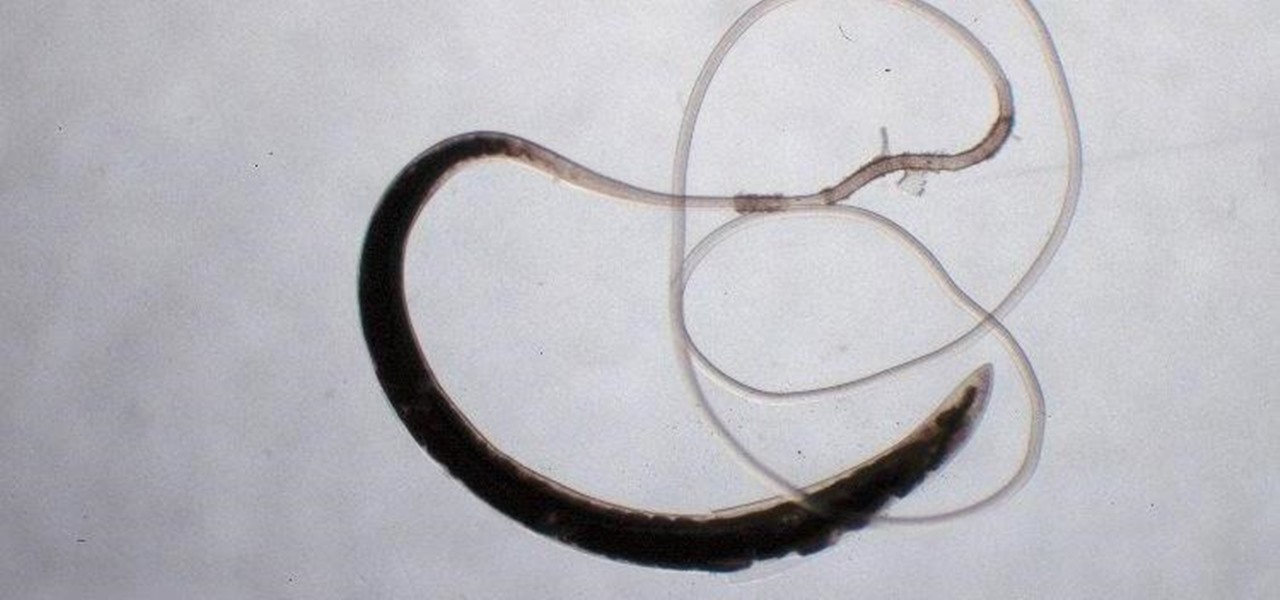A New Compound Kills the Growth-Stunting Whipworm Parasite That Infects Half a Billion People