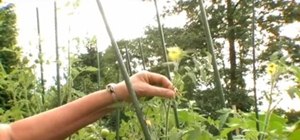 Hand-pollinate tomatoes and peppers