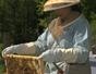 Start harvesting honey from honeybees with amateur beekeeping