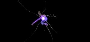 Mosquitoes Annihilated By Death Ray Laser