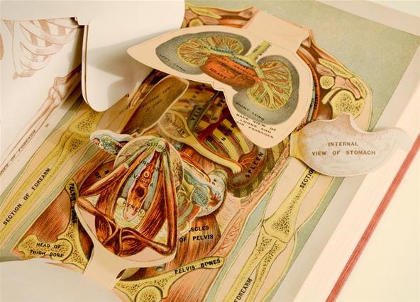 Human Dissection Illustrated in Anatomical Pop-Up Books