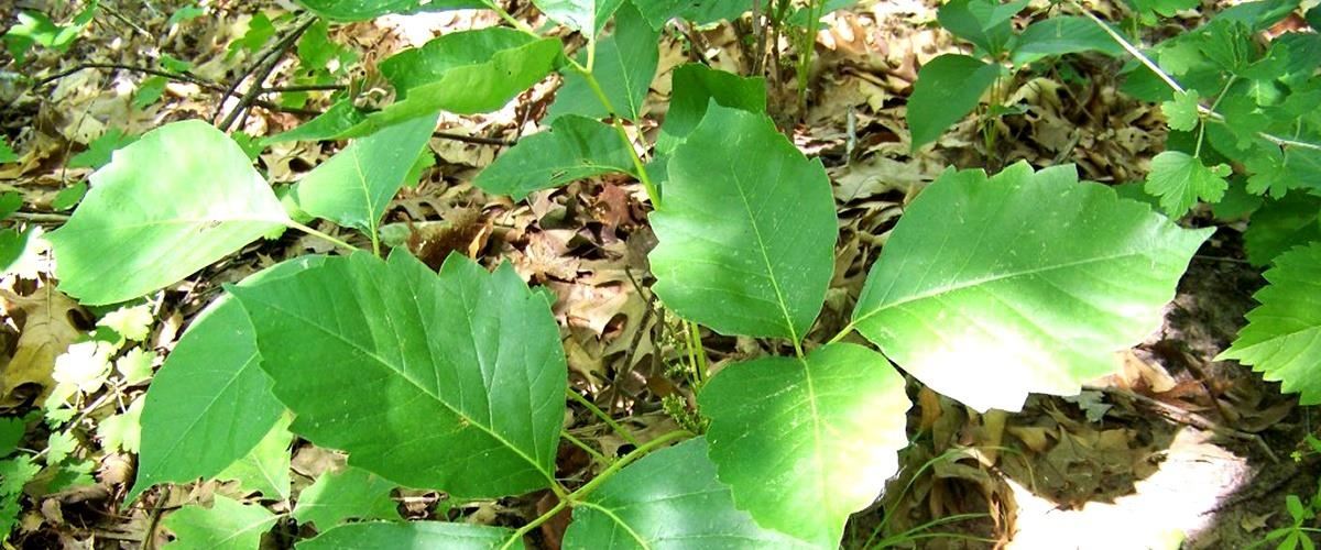 The Top 5 Home Remedies for Treating Poison Ivy & Poison Oak Rashes