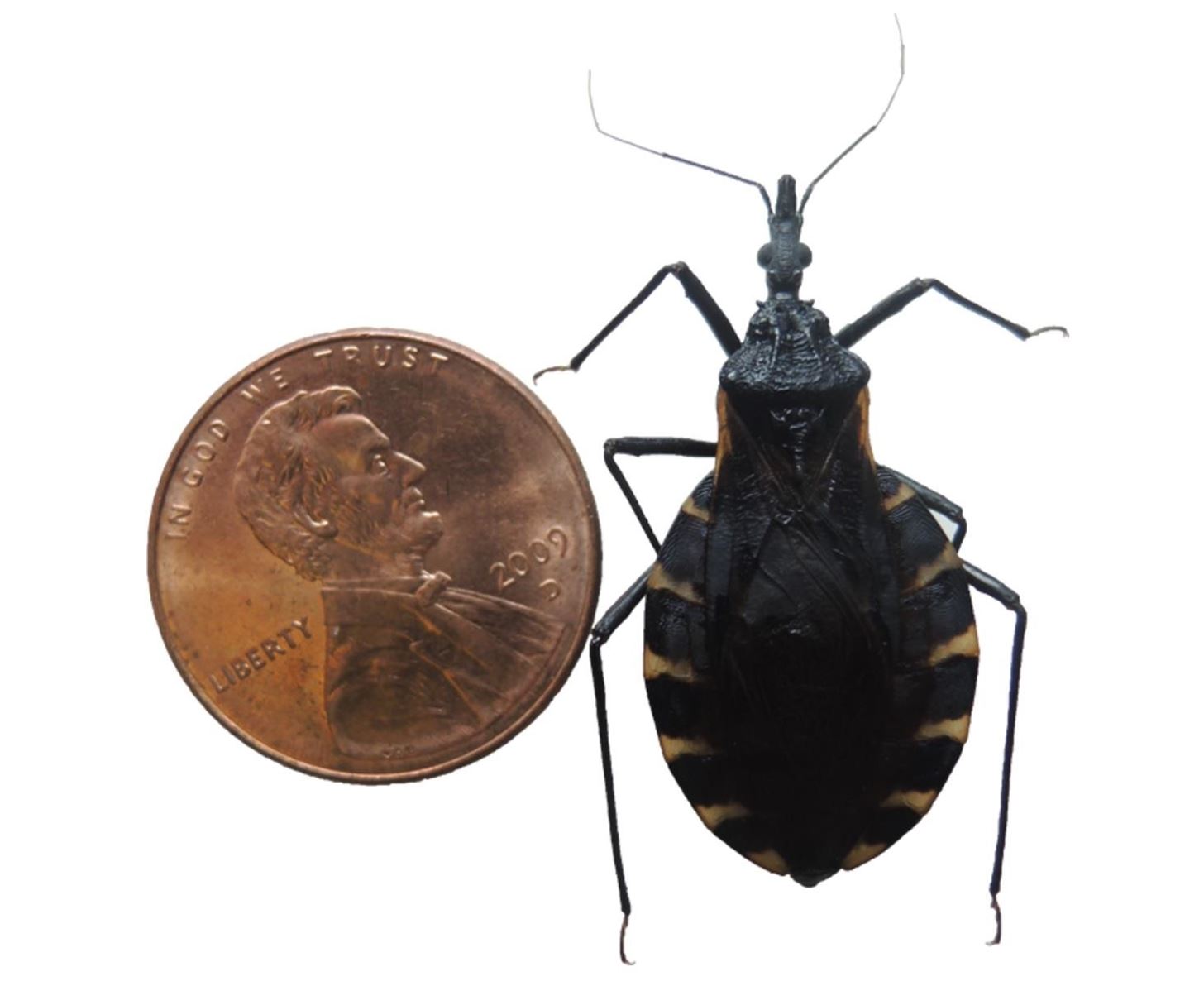 Heart-Damaging 'Kissing Bug' Parasite Infects Thousands a Year in the US — & You May Not Know Until It's Too Late