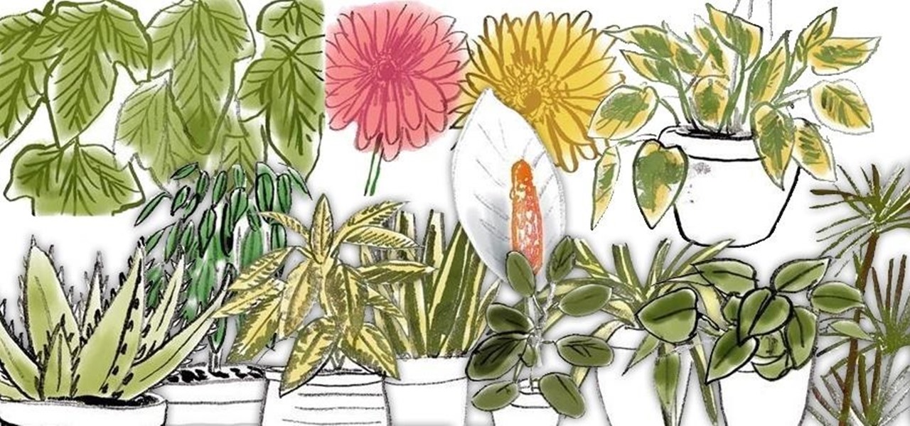 12 NASA-Approved Houseplants for Improving Indoor Air Quality