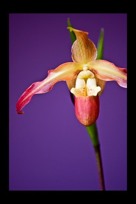 Vibrant Color Photography Challenge: Orchid Showstopper