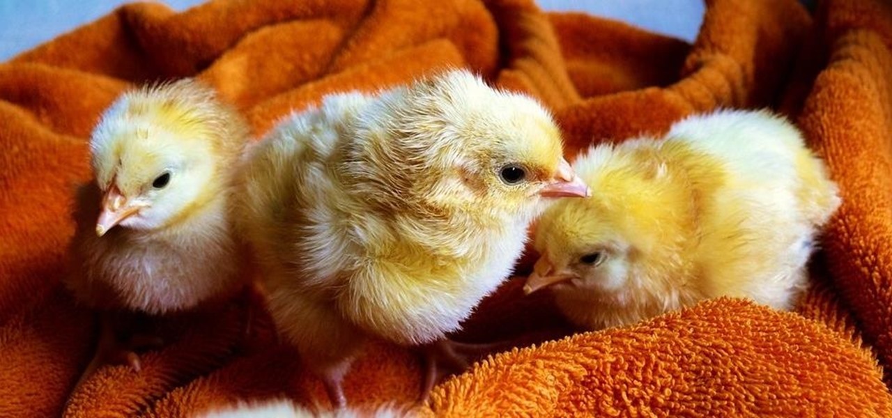 Chickens Can Be Cuddly but Salmonella Is Not, Warns the CDC