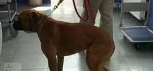 Detect cruciate ligament rupture in a pet dog