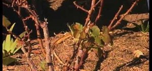 Prune hybrid-T roses