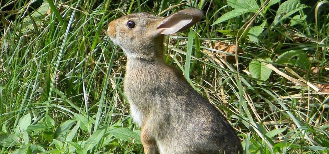 Arizona Woman Dies After Catching Tularemia from Her Dog