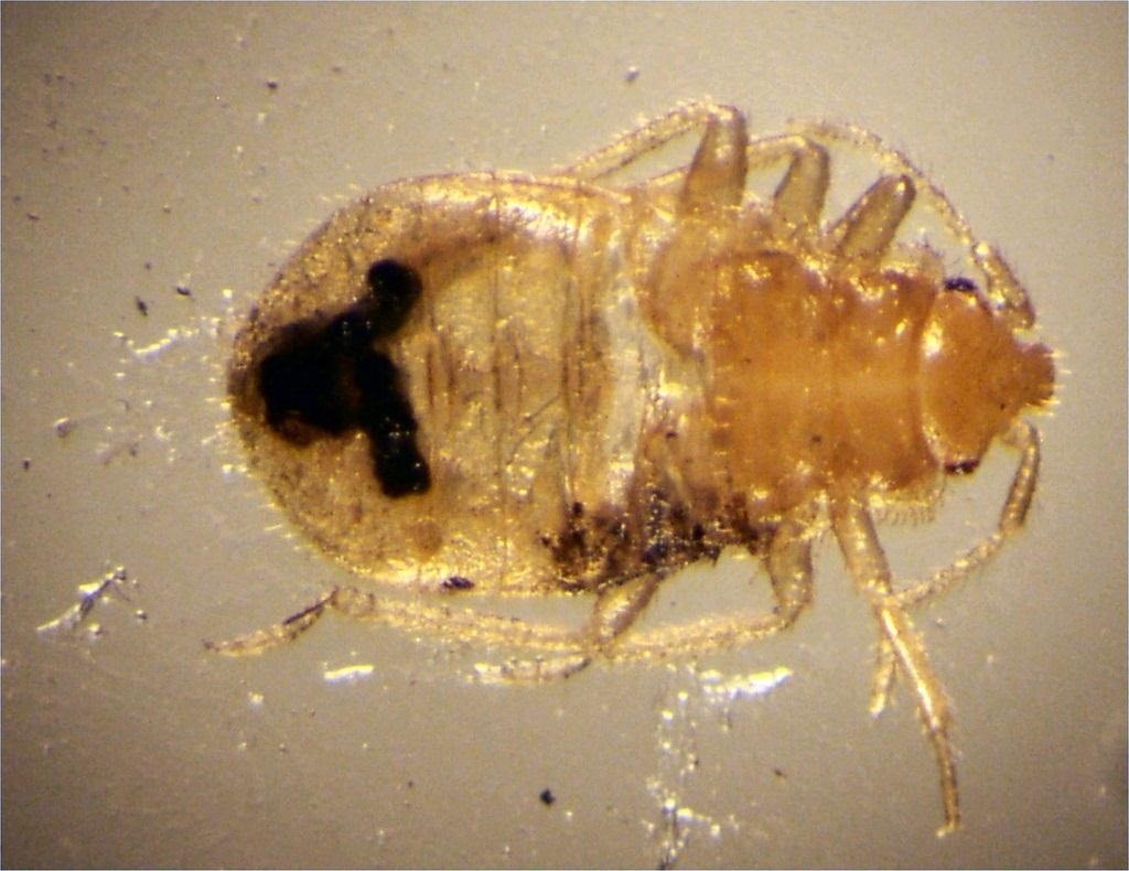 Are There Bedbugs in Your Library Books? Here's How to Spot and Destroy Those Bloodsuckers!