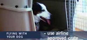 Air Travel with your Dog