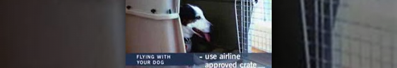 Airline Pet Policies