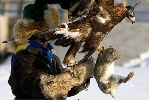 Falcon Annihilates Fox and Deer