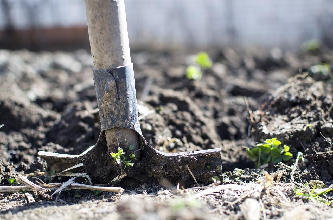 How to Start a Vegetable Garden in Your Backyard