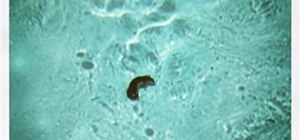 Dead Squirrel in a Pool