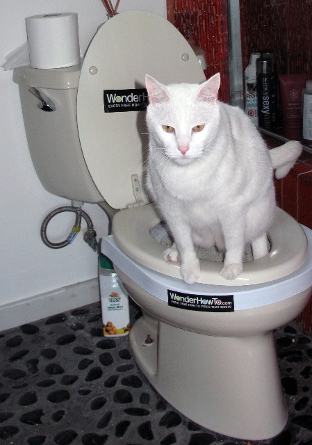 Local Cat uses WonderHowTo... and the Toilet