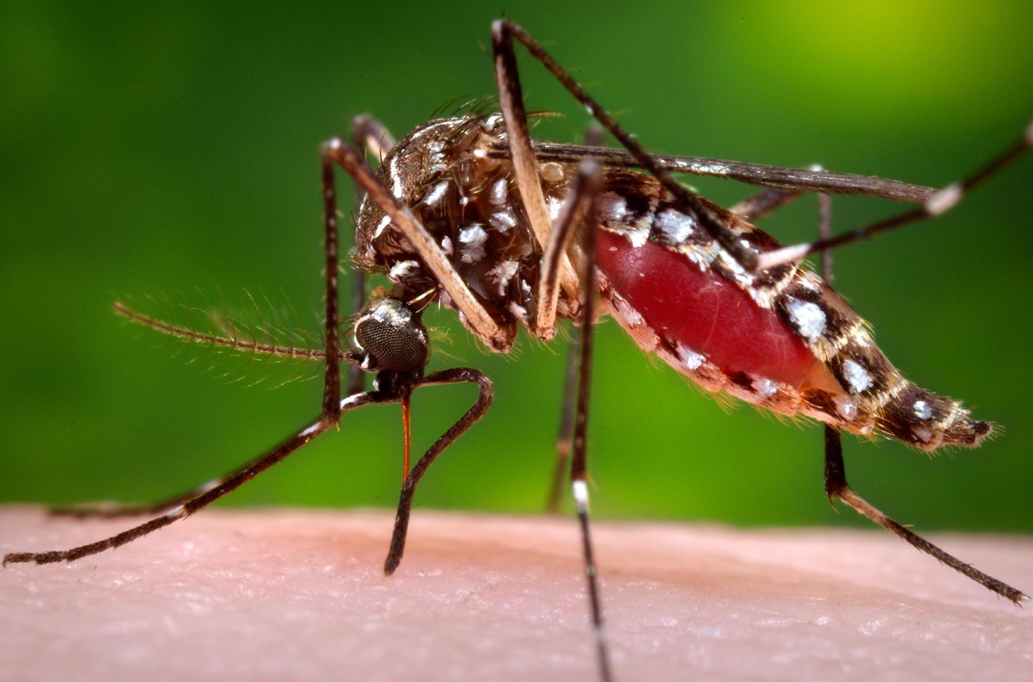 Use This Type of Repellent to Avoid Mosquitoes—& Zika