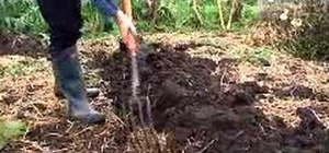 Improve your soil with winter digging