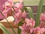 Care for orchids & ensure they last for years