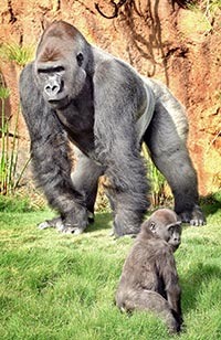 The Gorilla Tour-Guide
