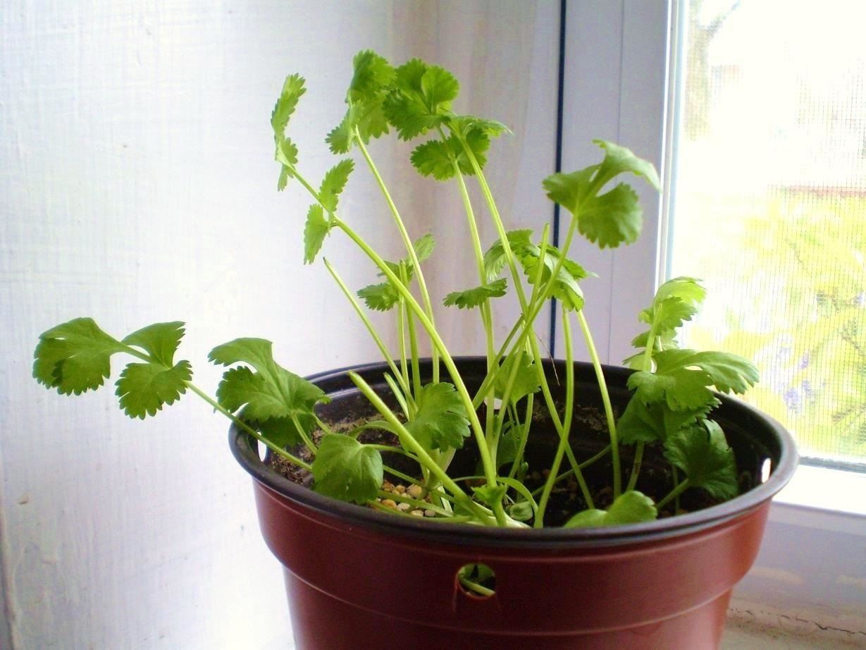 10 Vegetables & Herbs You Can Eat Once & Regrow Forever