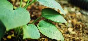 Spread and plant hosta plants in your yard