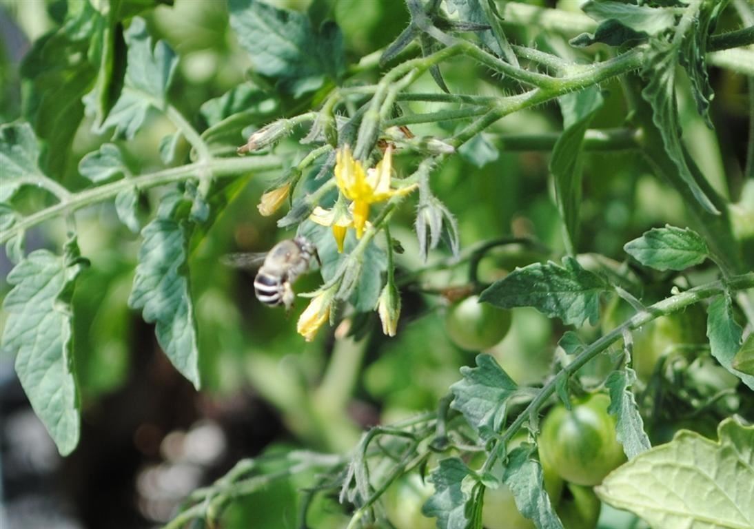Ingredients 101: Heirloom vs. Hybrid Tomatoes… Ready, Fight!