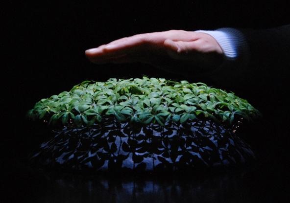 Robo-Plants Respond to Human Touch