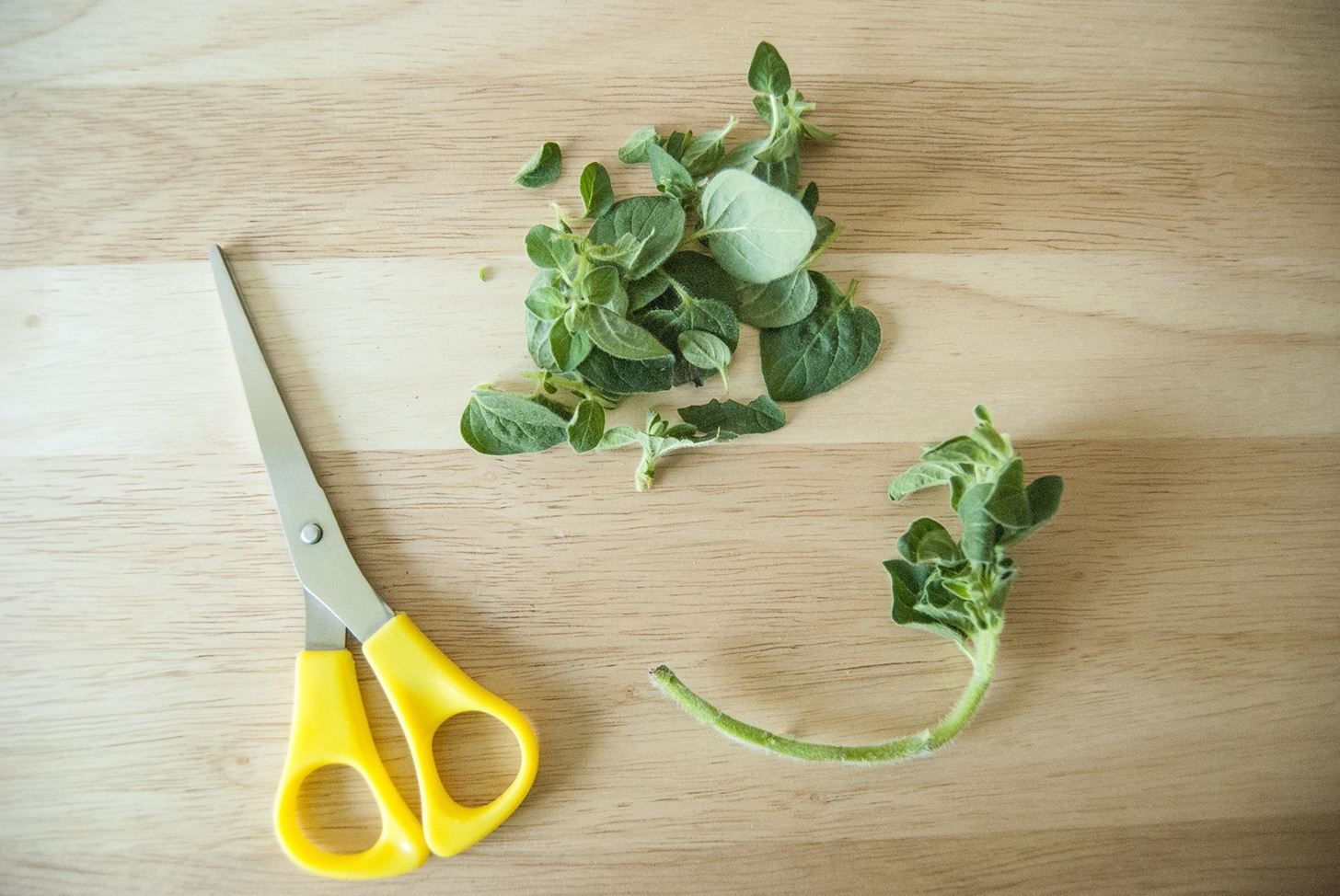 10 Herbs You Can Buy Once & Regrow Forever