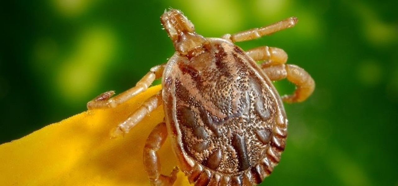 Ticks Could Be the Culprits in Tragic Death of Two-Year-Old