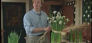 Grow paperwhite Narcisus indoors