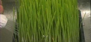 Grow wheatgrass yourself  easy and quick