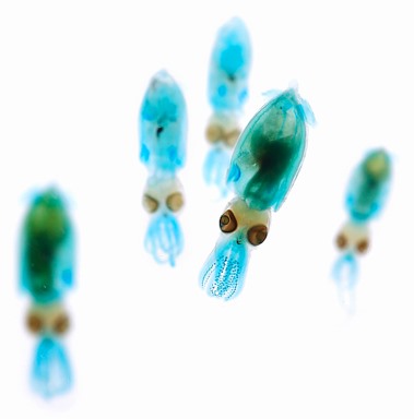 Japanese Artist Mutates Underwater Creatures Into Beautiful, Glowing Specimens
